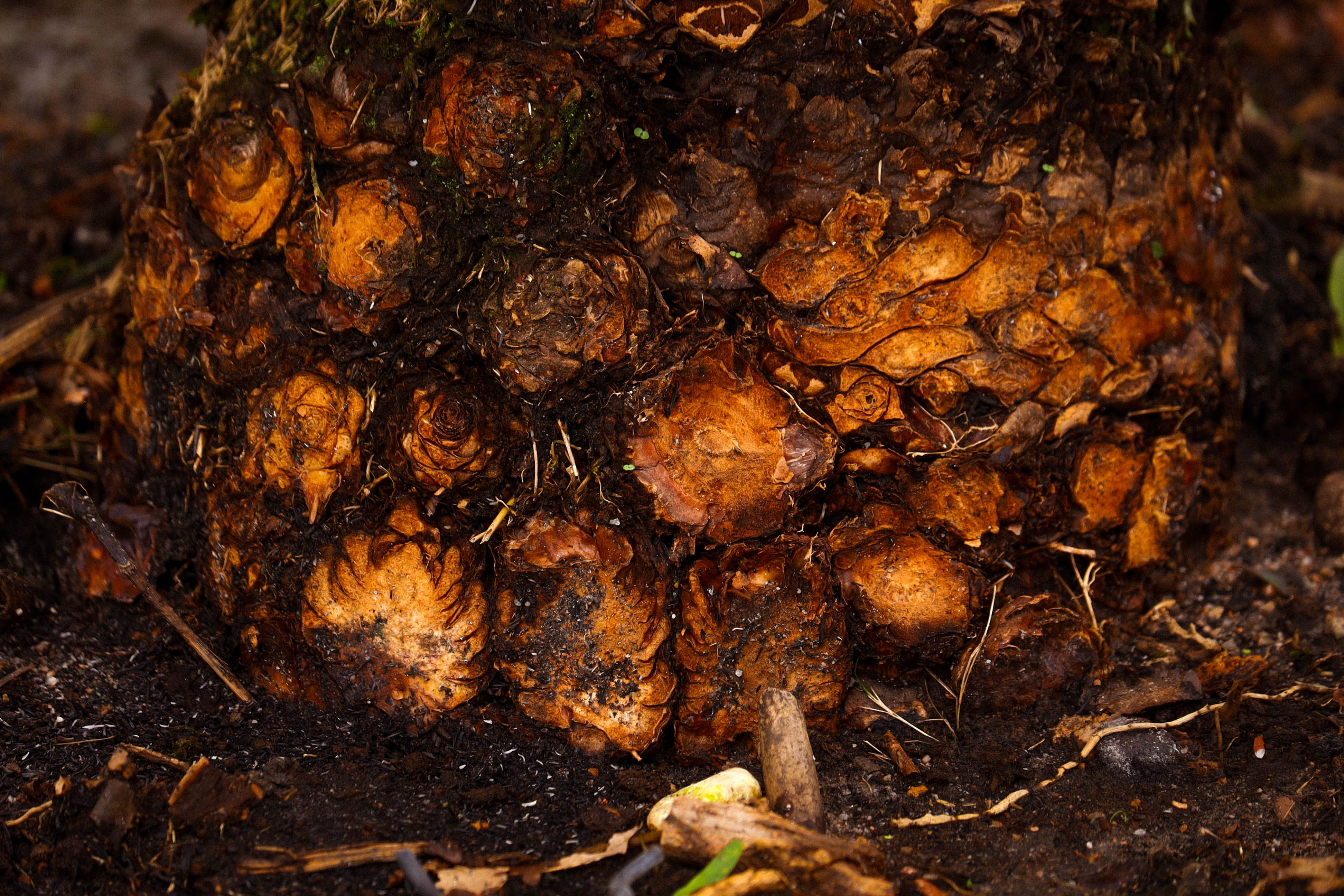 Bactérias endofíticas aumentam tolerância à seca em tomate e feijão