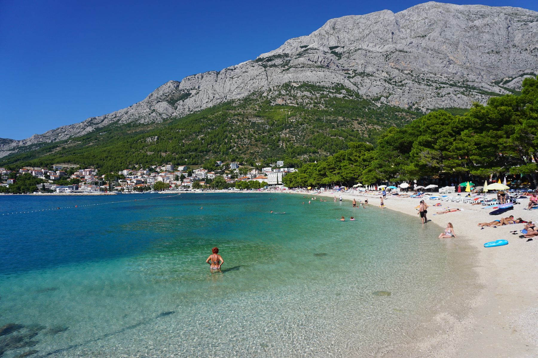 Pine-fringed pebble cove on the Babin Kuk peninsula with clear Adriatic water