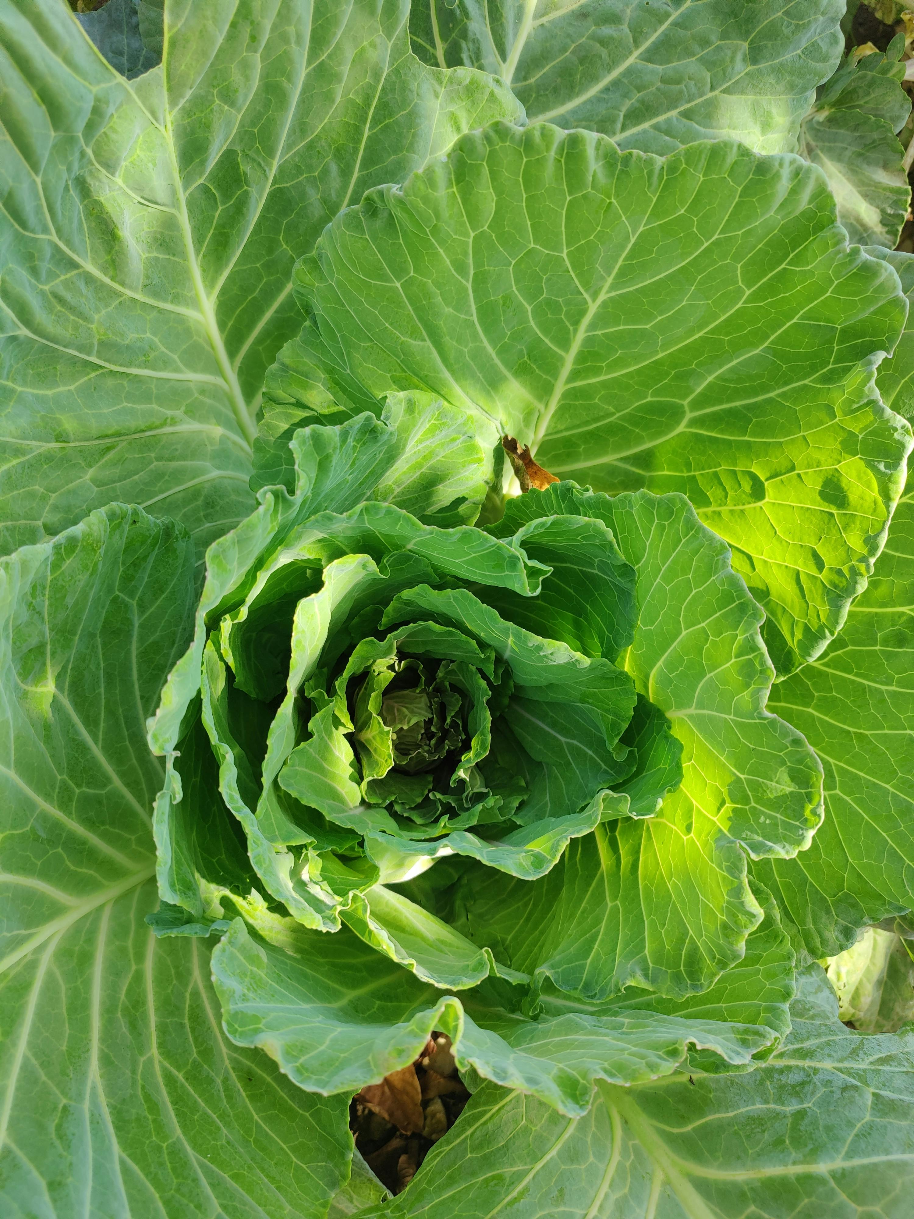 Vibrant cabbage plant with lush green leaves in a backyard garden setting.