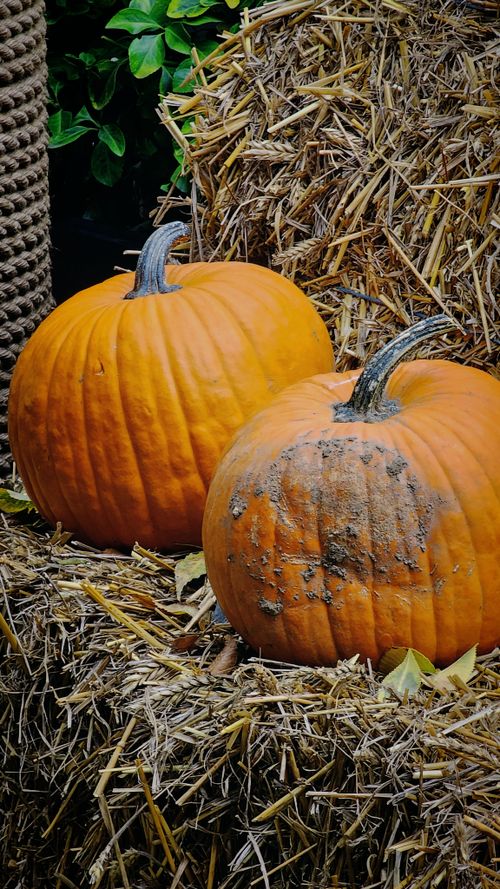 Free Vibrant orange pumpkins on straw bales, perfect fall decor in Bucharest, Romania. Stock Photo