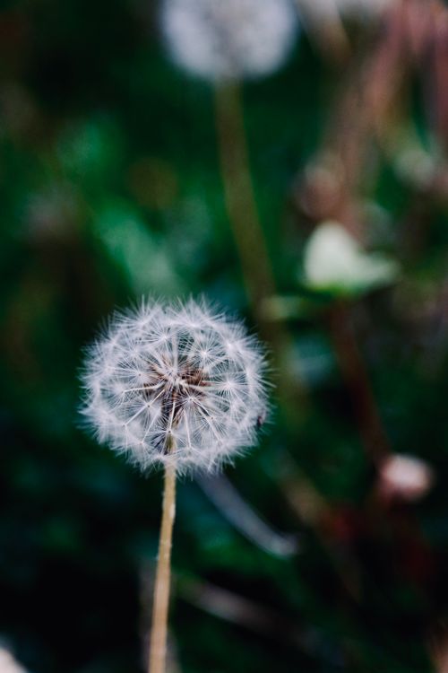 Free Detailed shot of a dandelion with a soft, natural blurred background, creating a serene composition. Stock Photo