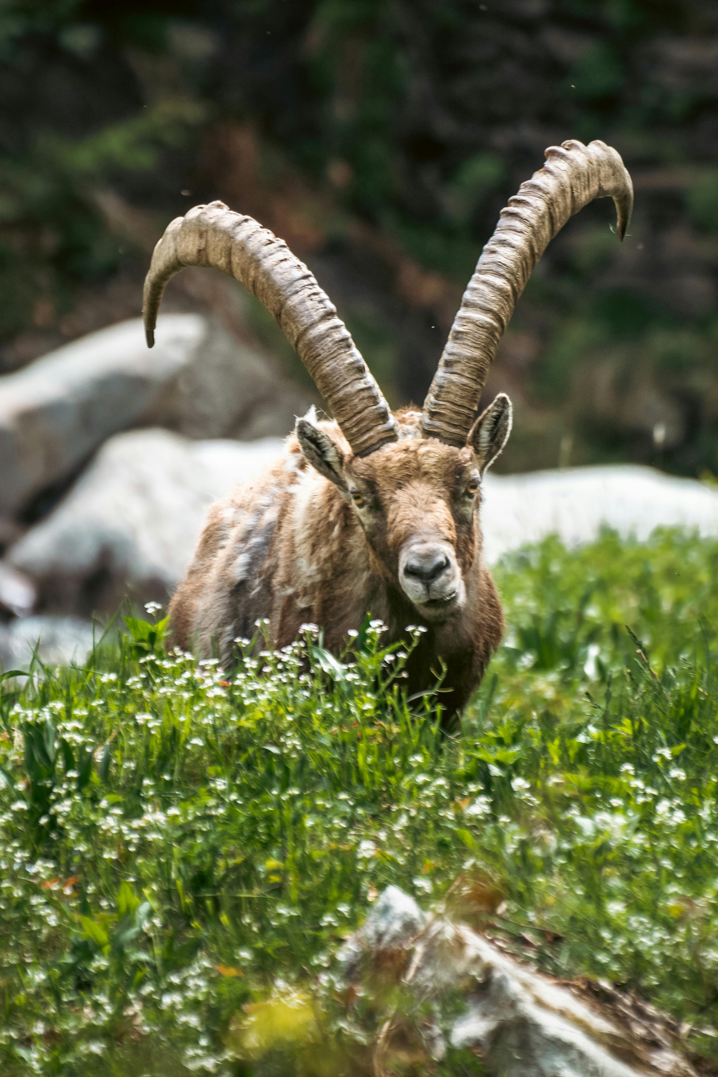 grátis Foto profissional grátis de acidentado, Alpes, alpes europeus Foto profissional