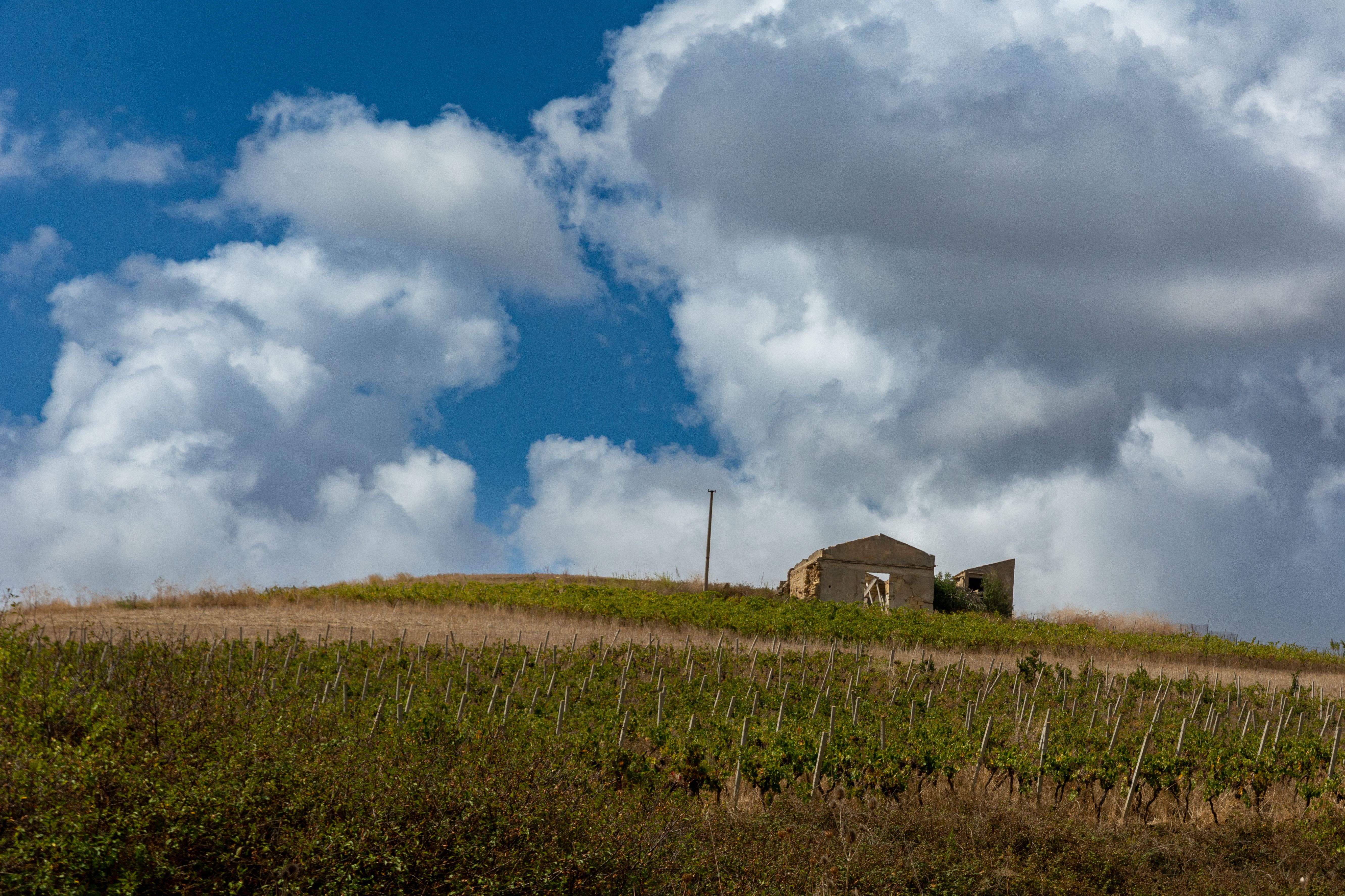 A scenic view of a vineyard on a hilltop with an old abandoned building under a bright sky.