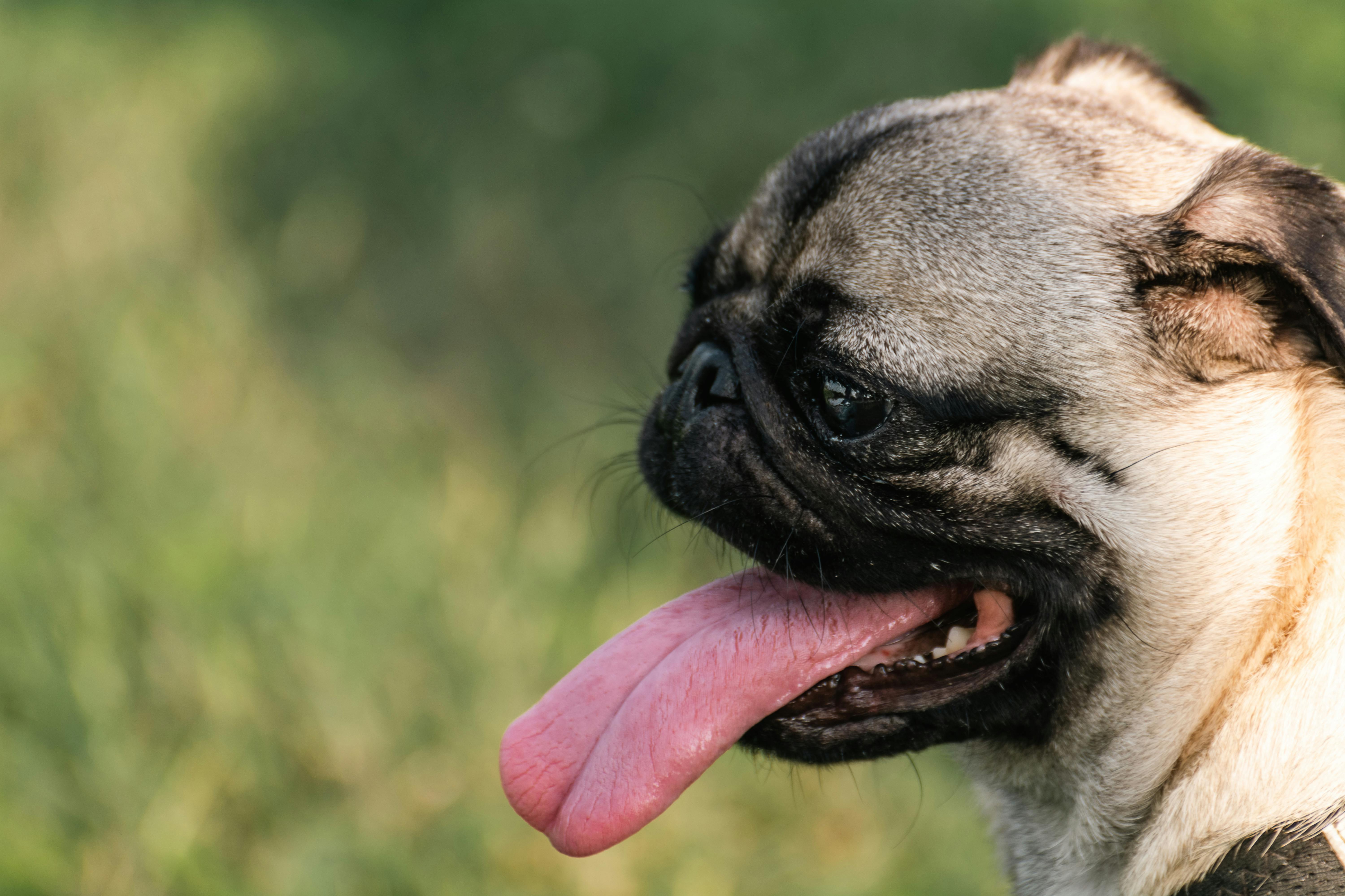 Close-up of a panting pug dog enjoying a sunny day in the park.