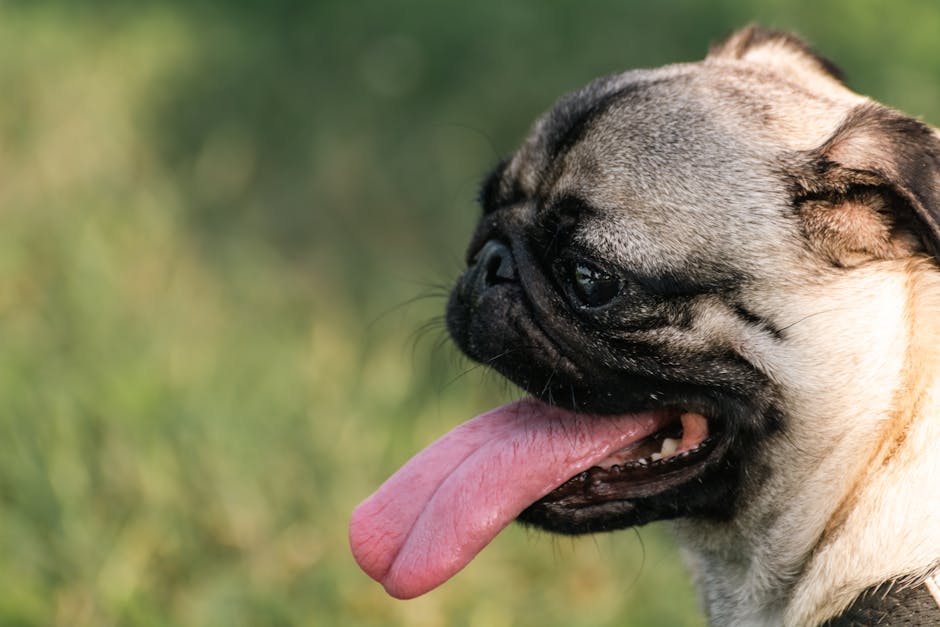 Close-up of a panting pug dog enjoying a sunny day in the park.