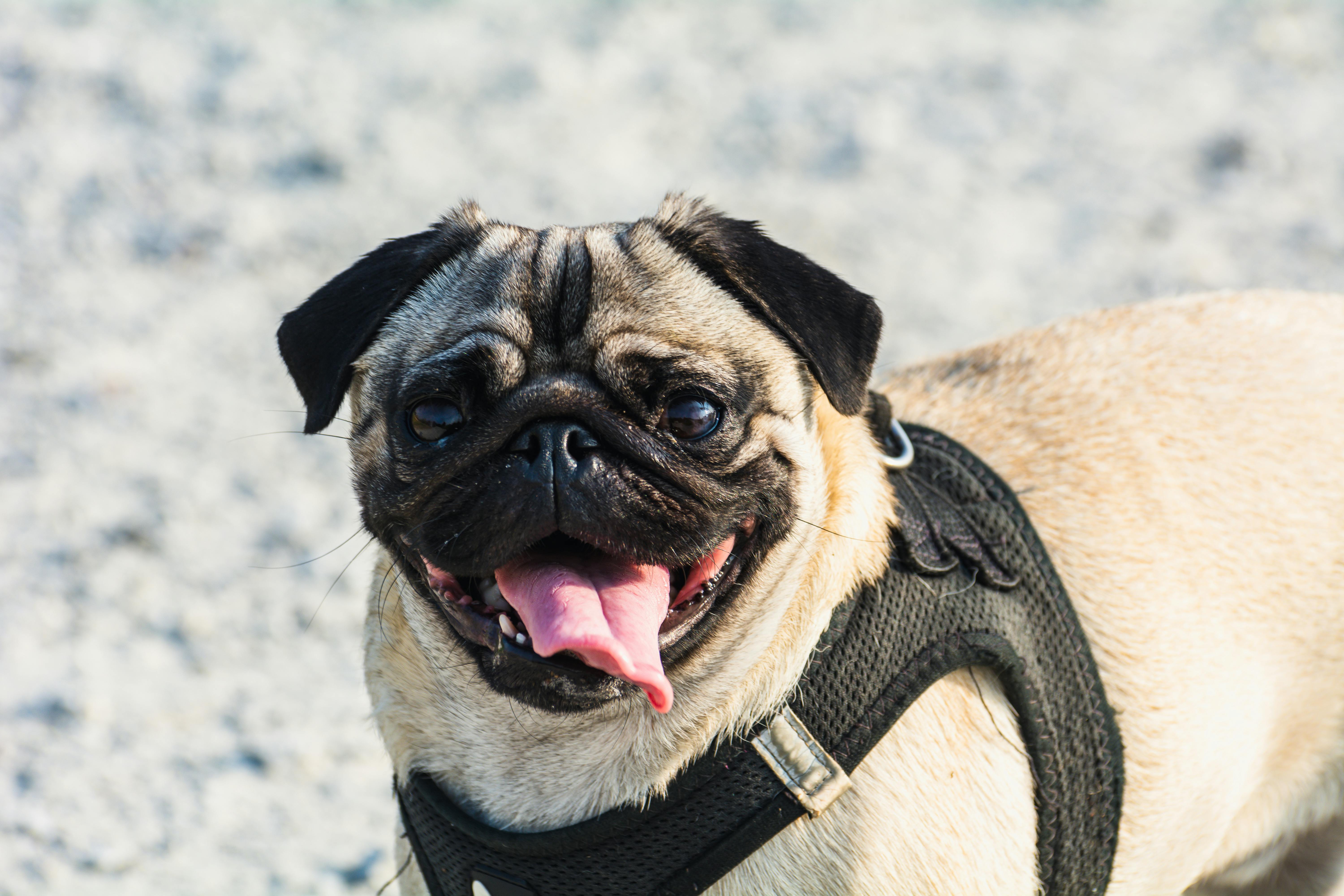 Διατροφή Pug: Τι Τρώει & Πόσο Φαγητό Χρειάζεται