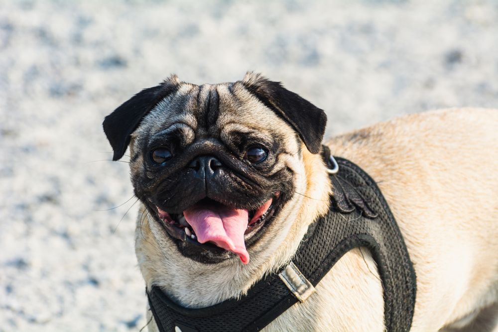 Pug, photo 3
