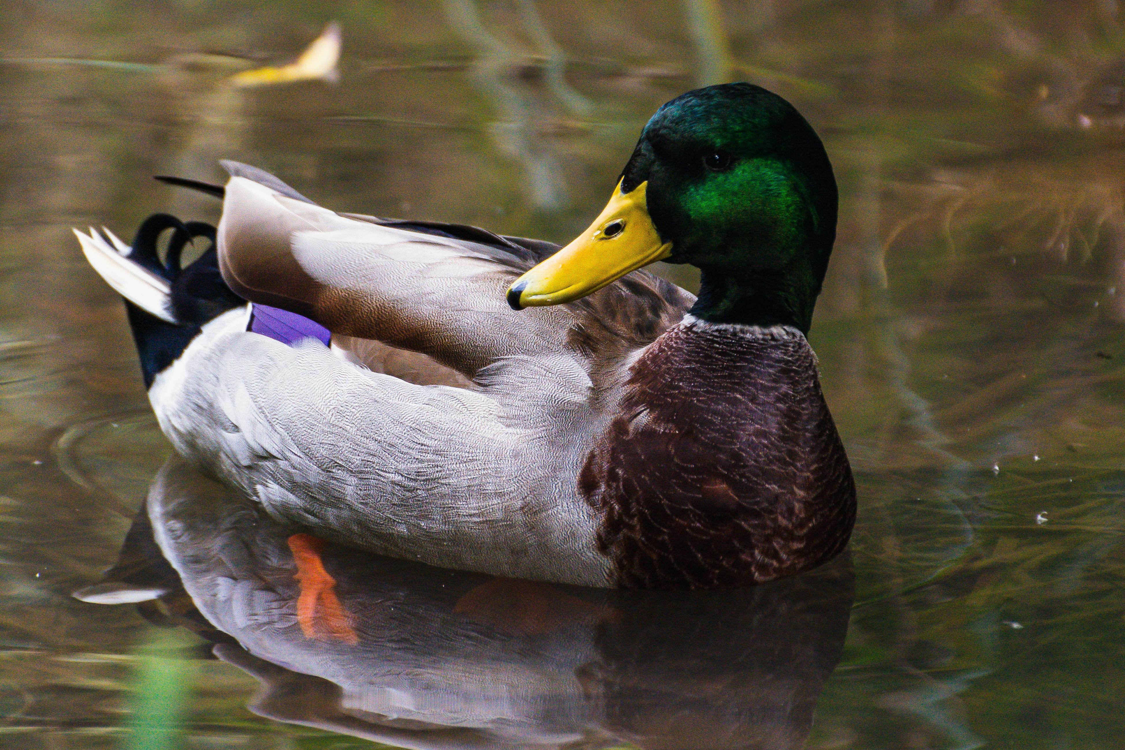 2012 Review of Drake Software — Drake Tax — Photo by Davide Negro on Pexels