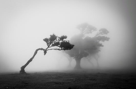 Black and white photo of windswept trees in fog, creating an eerie and mysterious atmosphere.