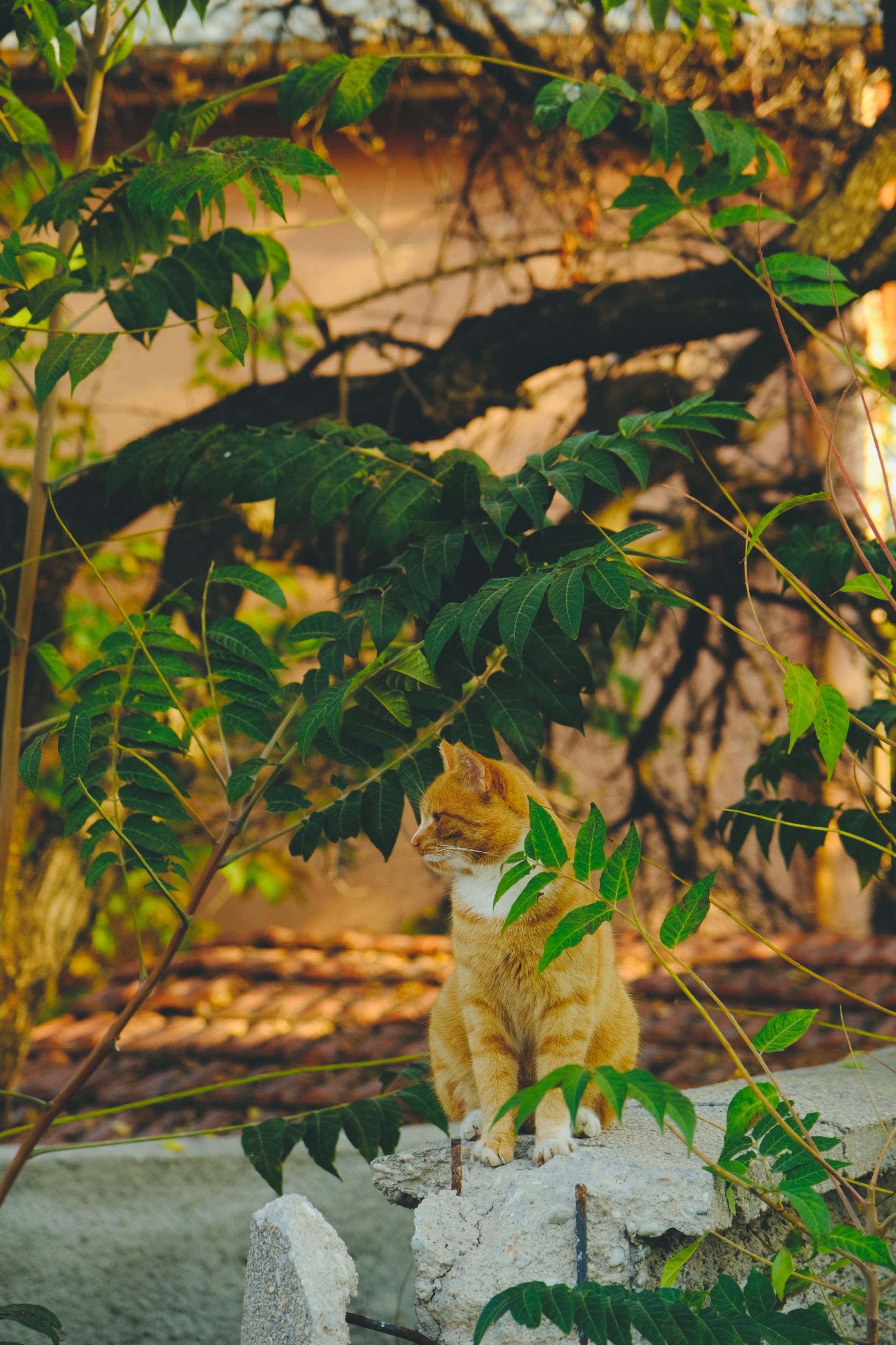 Orange Tabby Cat Sitting Outdoors Among Greenery · Free Stock Photo