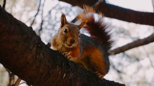 Free A curious squirrel perched on a tree branch, captured in the forest. Stock Photo