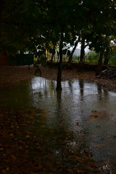 Autumn scene with rain flooding a forest area with fallen leaves.