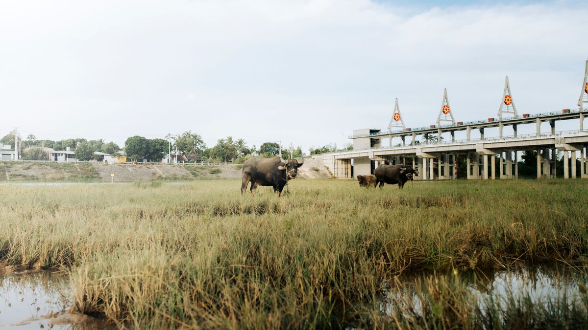 2026 Police smashed the "water buffalo gang" which allegedly extorted 64 million baht from elderly victims over 15…