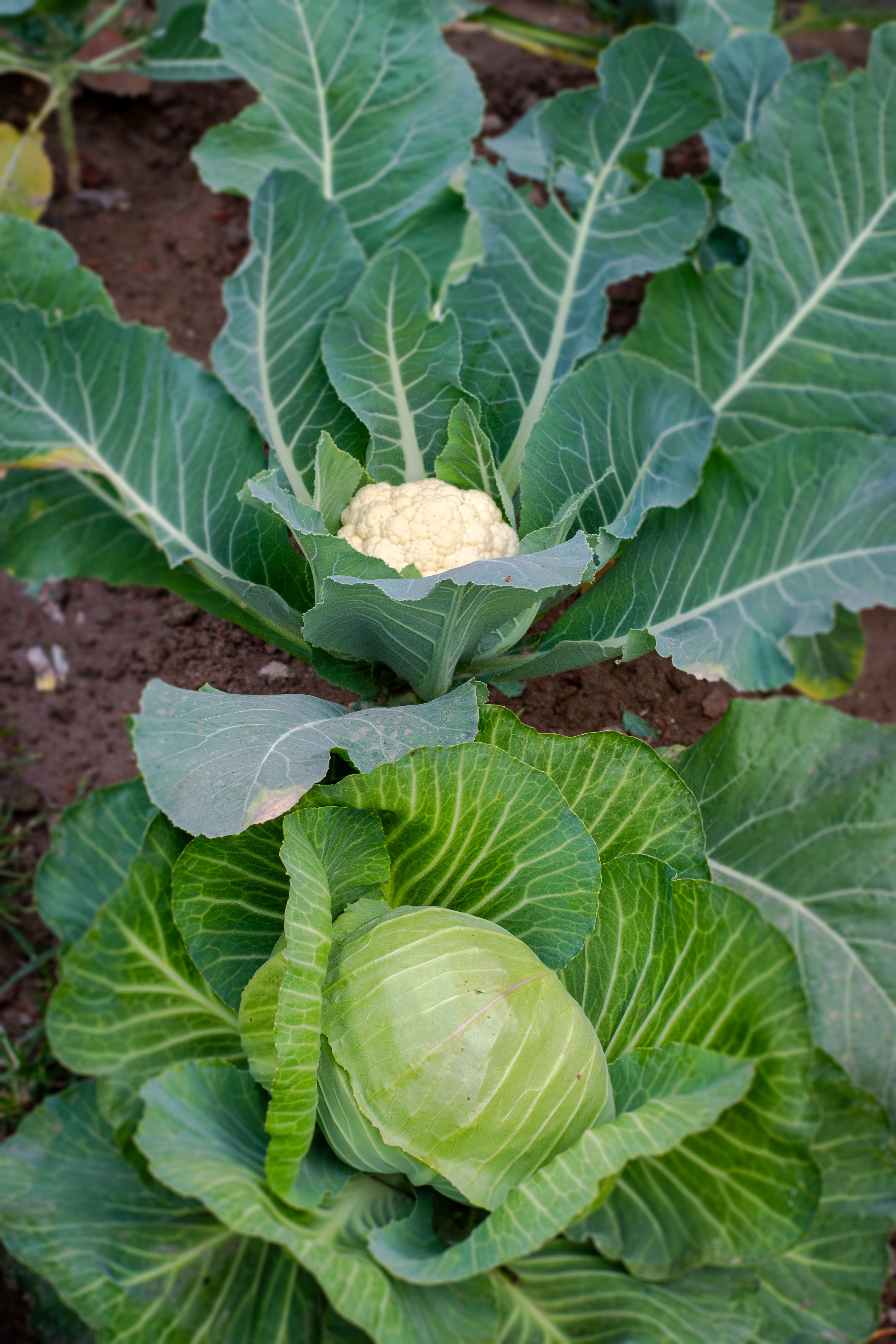 Plotting As Organic