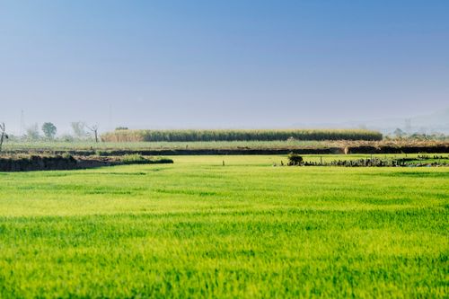 Free Expansive green rice fields under a clear blue sky in Kon Tum, Vietnam. Stock Photo