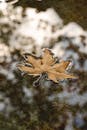 Floating Autumn Leaf in Reflective Puddle