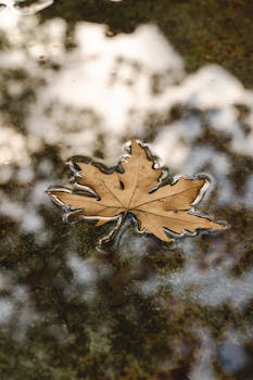 A solitary autumn leaf floats serenely in a reflective water puddle, capturing the essence of fall's tranquility.