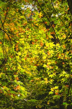 Colorful autumn leaves in a forest illuminated by sunlight, creating a warm and vibrant atmosphere.