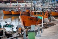 Colorful fishing boats at Mar del Plata harbor with sea lions nearby.