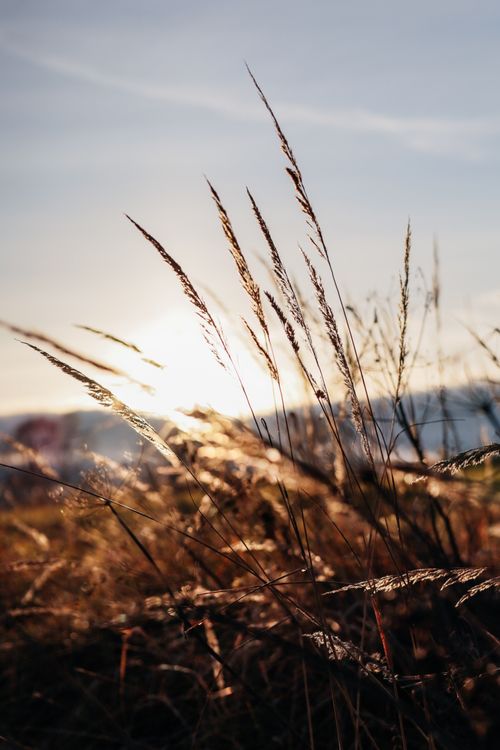 Free Sunlit tall grass casting shadows in a tranquil autumn field at sunset. Stock Photo