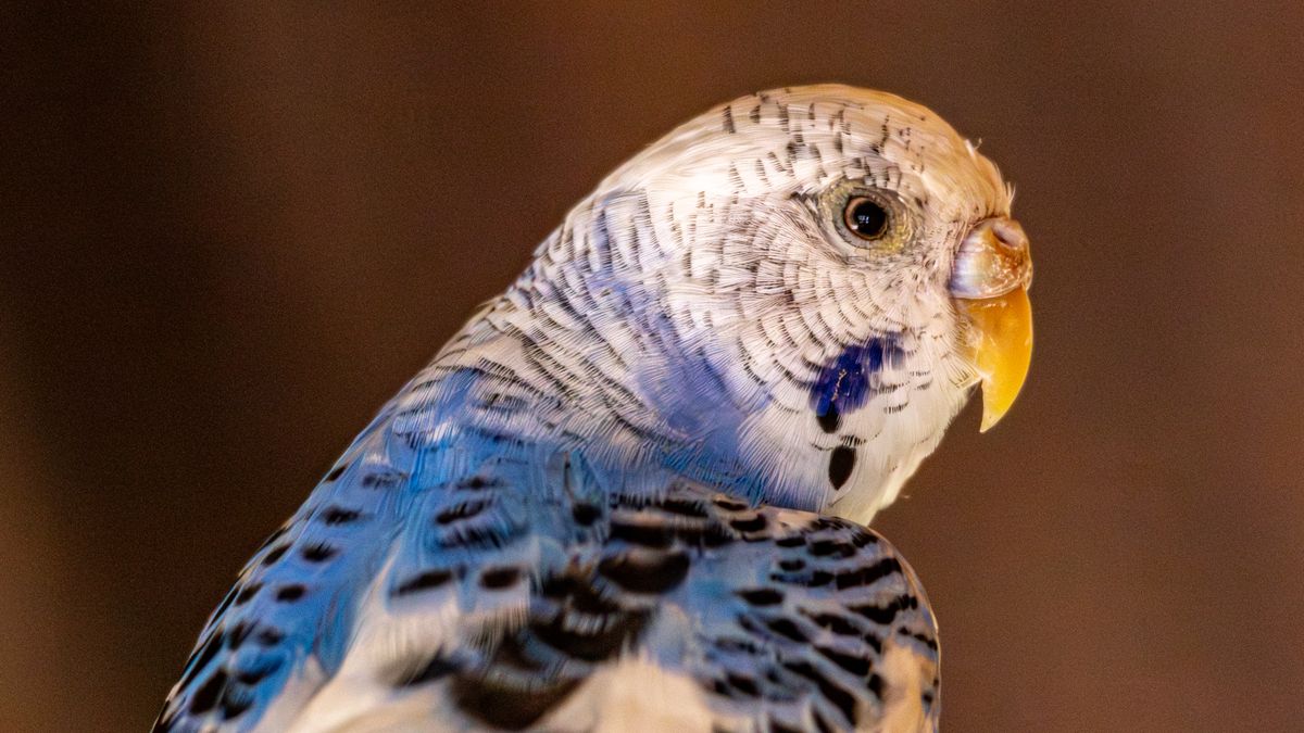 Wellensittich-Farben: Farbreihen, Farbschläge und Zeichnungen erkennen