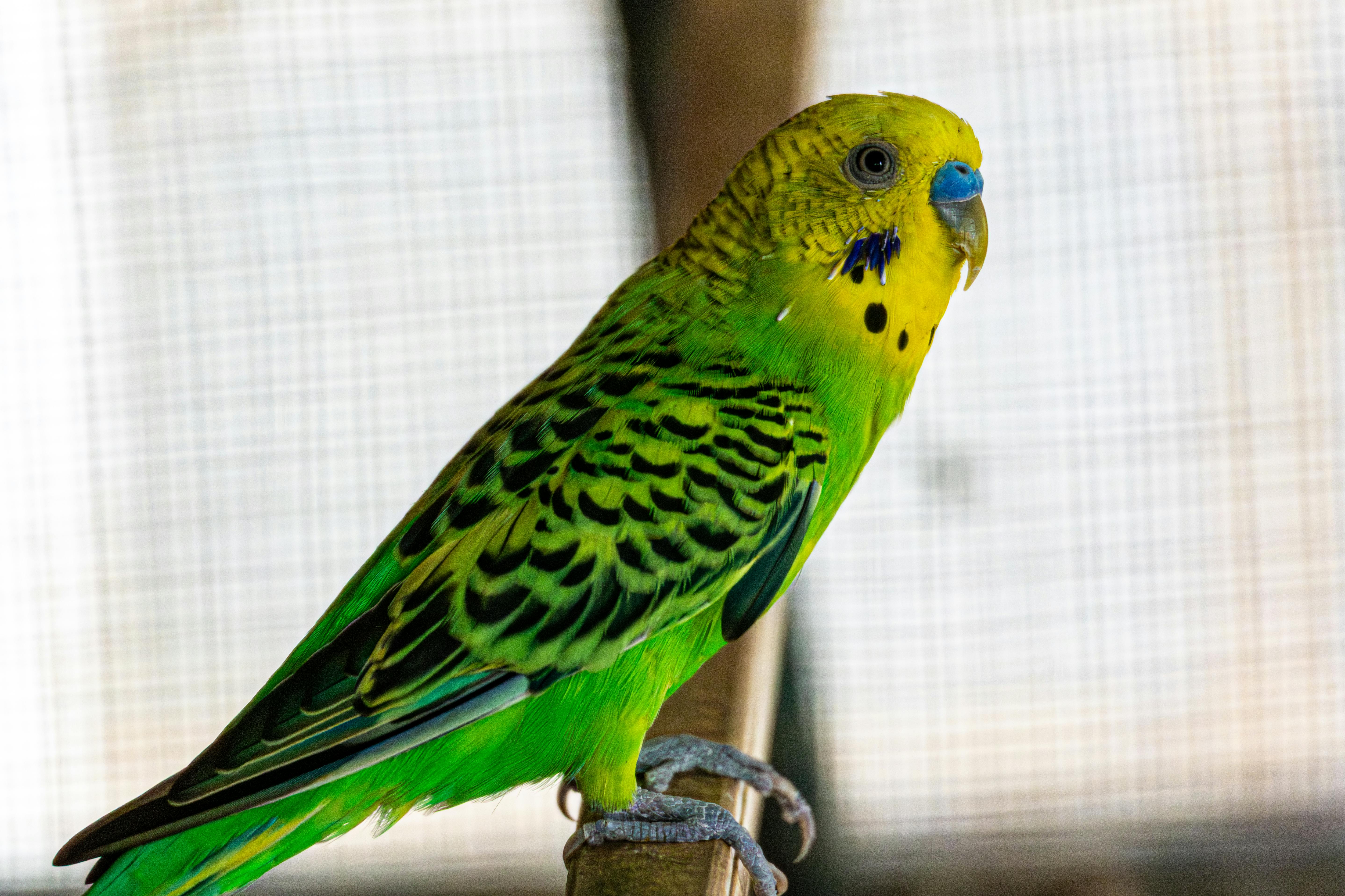 Vibrant parakeet perched indoors with striking green and yellow plumage.