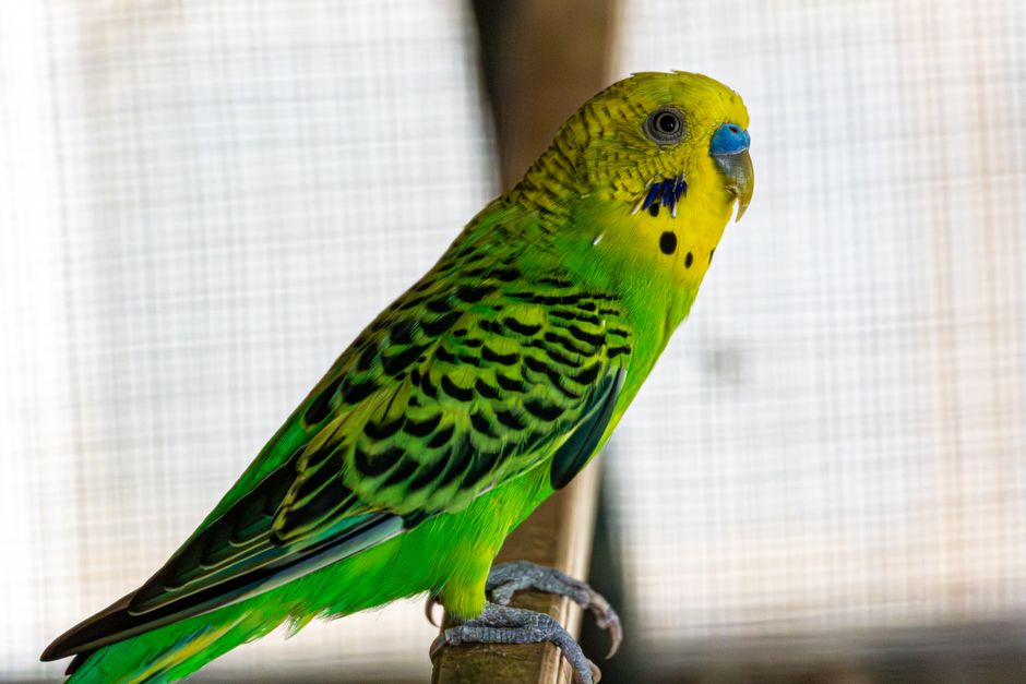 Vibrant parakeet perched indoors with striking green and yellow plumage.