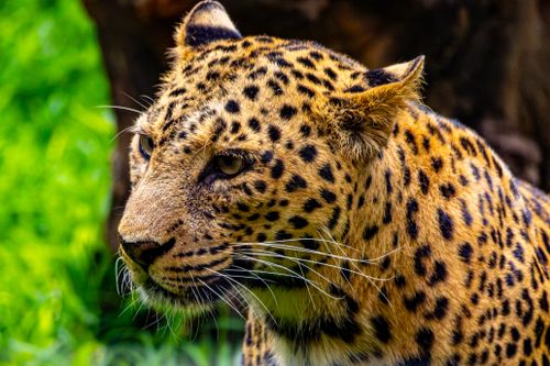 Free Detailed close-up of a leopard's face amidst lush greenery, showcasing its spots and intense gaze. Stock Photo