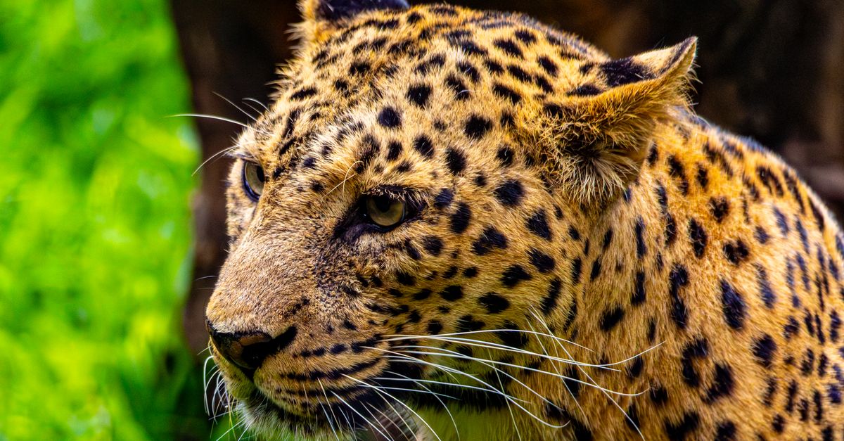 Real Leopard Image Close-up Portrait of a Leopard in Nature · Free Stock Photo