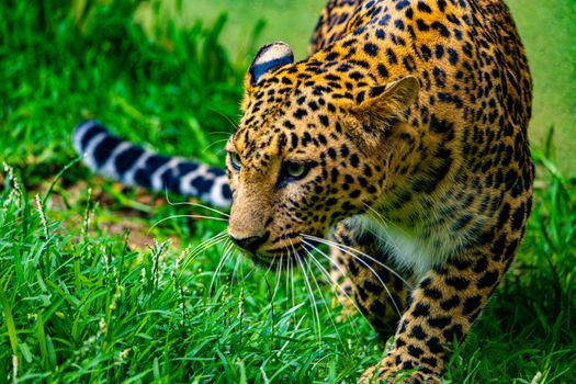 A detailed shot of a leopard prowling through lush green grass, showcasing its spots.