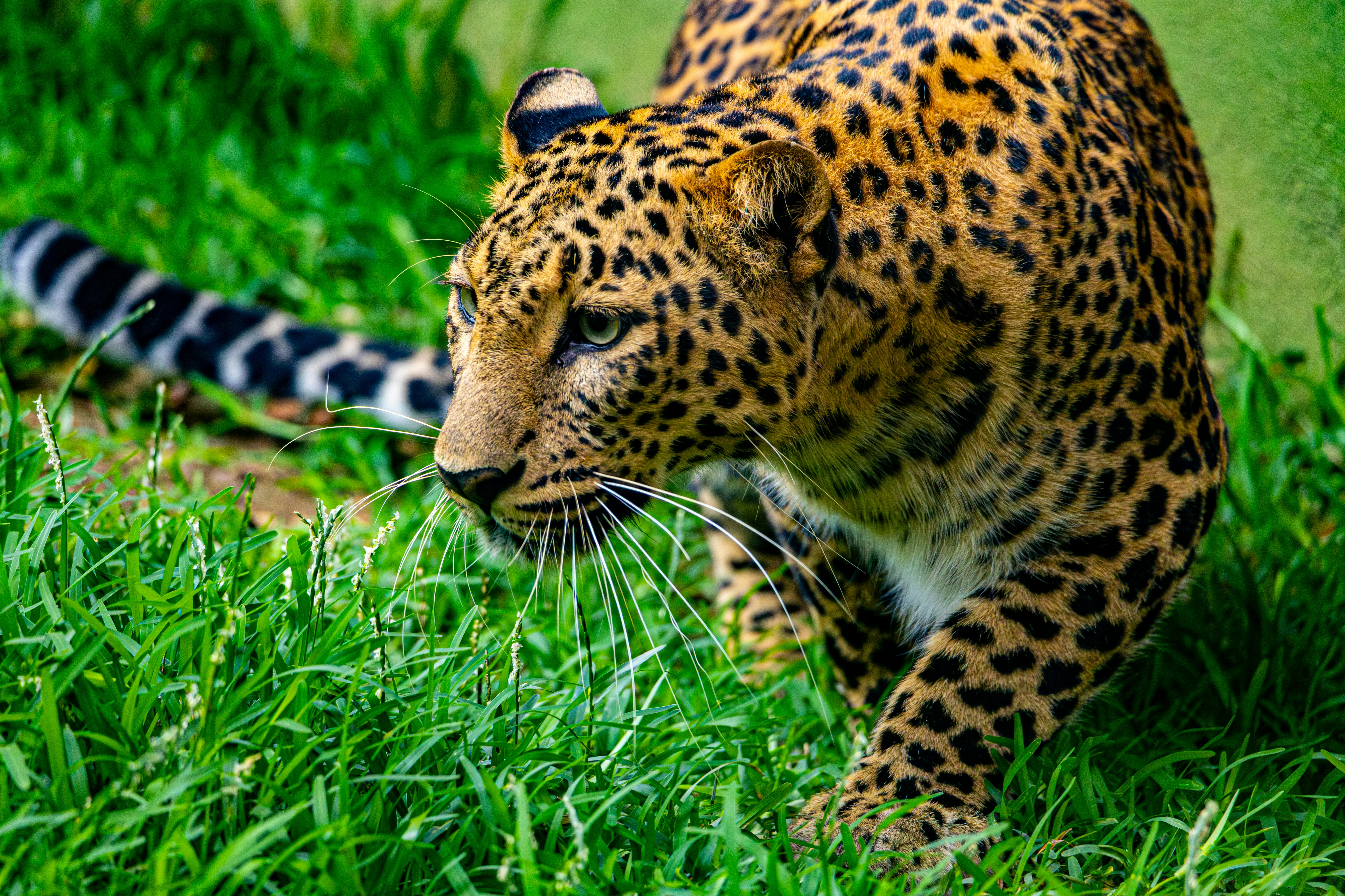 Exotic Escapes: Discovering Unique Wildlife Around the World