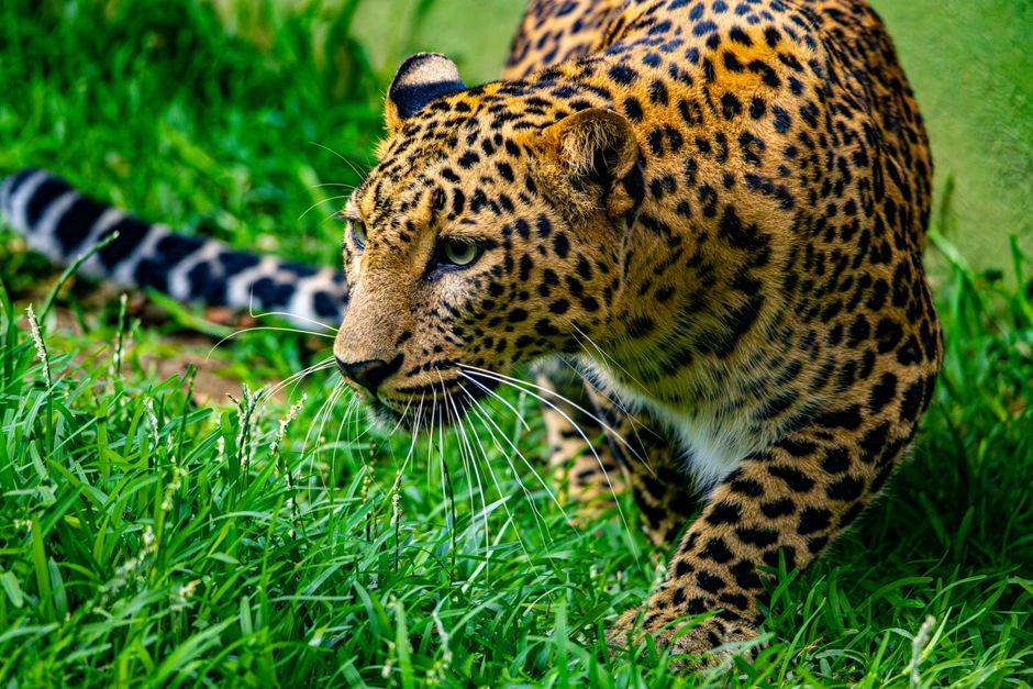 Close-up of a leopard stealthily moving through lush green grass, showcasing its vibrant spots.