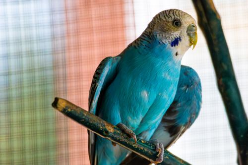 Free Close-up of a vibrant blue parakeet perched in a cage, showcasing its vivid plumage. Stock Photo