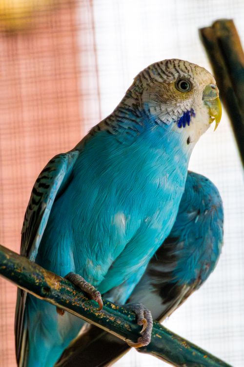 Free Close-up of a colorful blue budgerigar perched, showing vibrant feathers. Stock Photo
