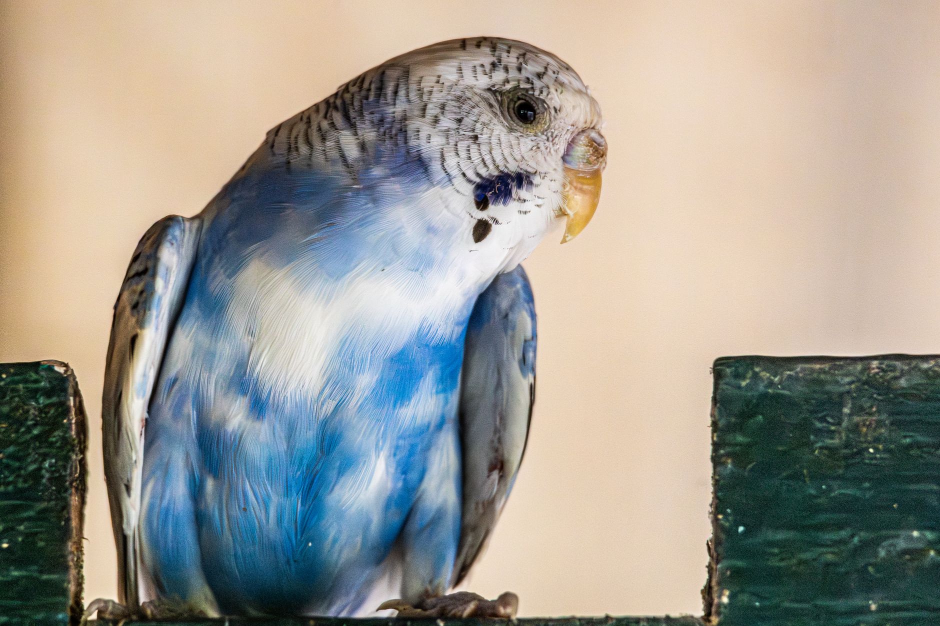 two budgies sitting close on a natural wood perch