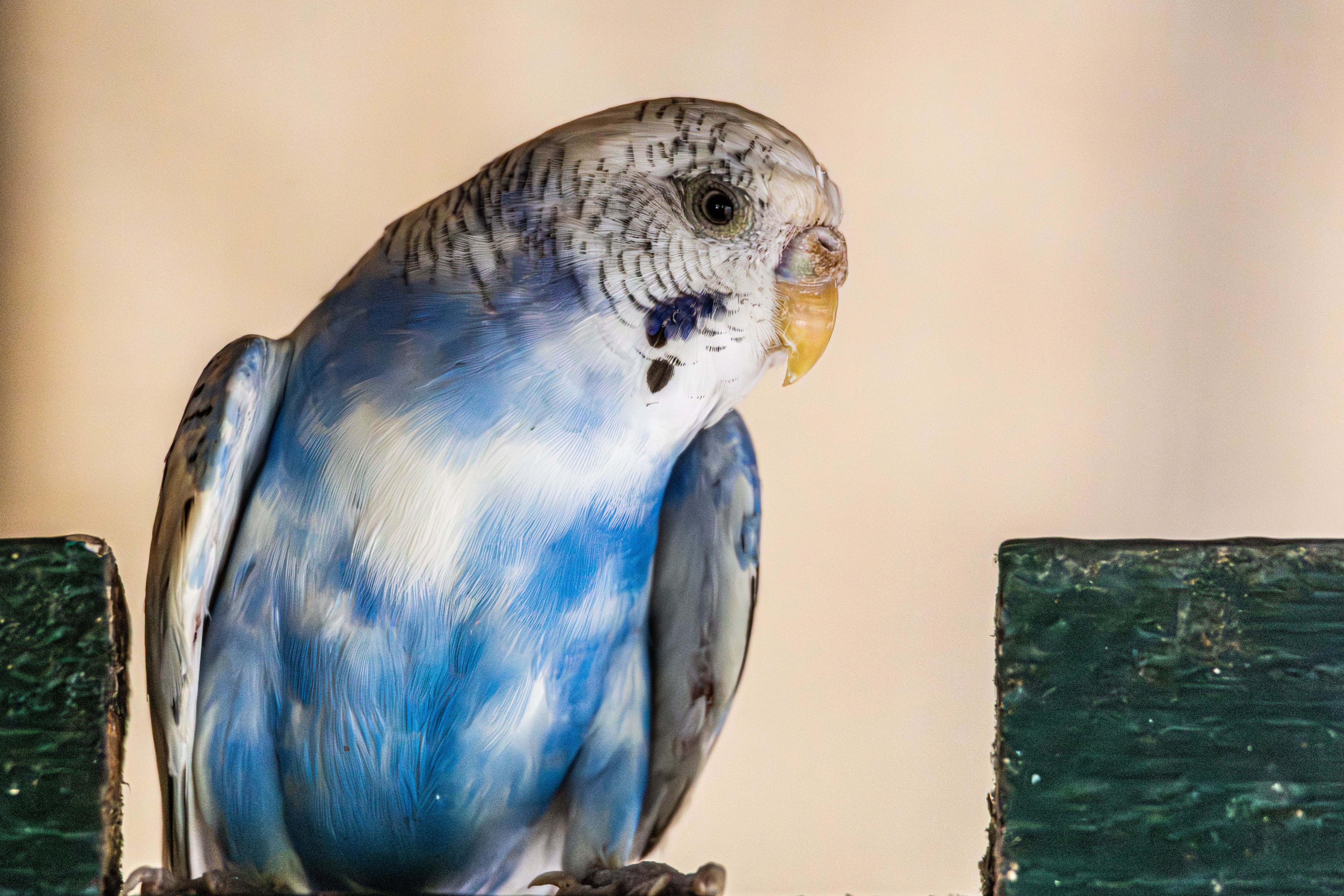 A vibrant blue and white budgerigar perched in an indoor setting.