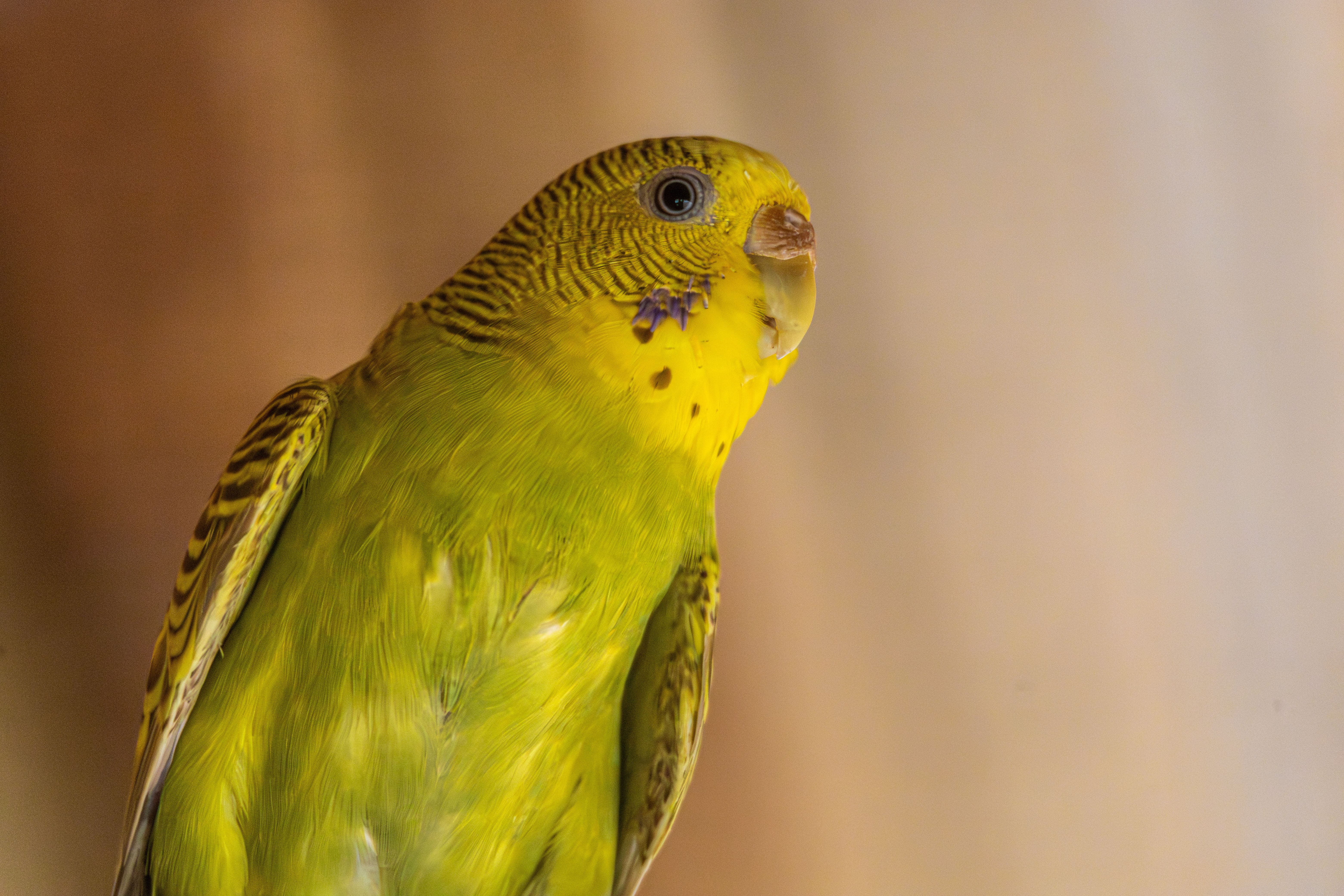 Close-up portrait of a vibrant green budgerigar with yellow plumage indoors.