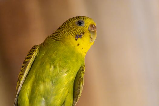Close-up portrait of a vibrant green budgerigar with yellow plumage indoors.