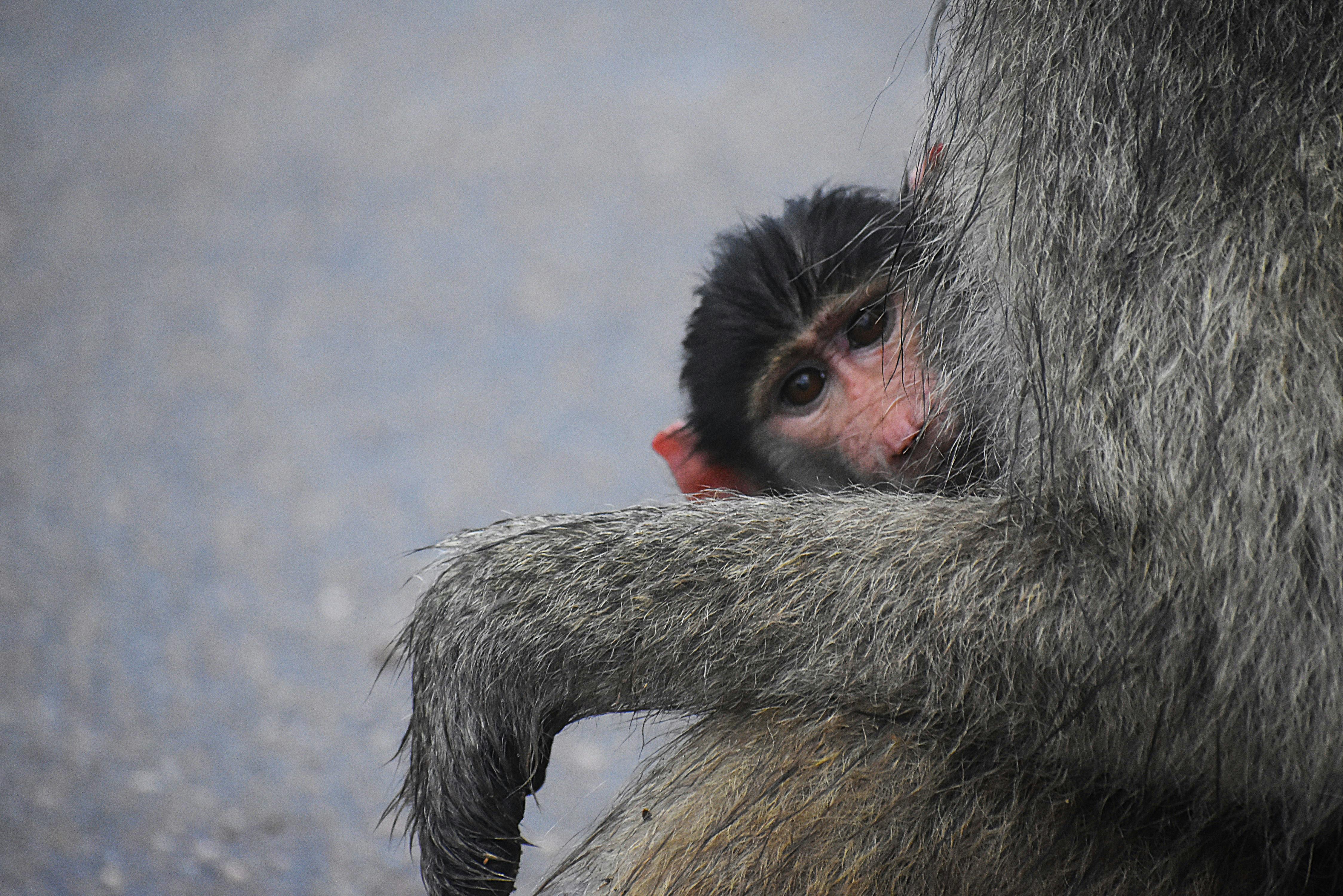 財經：美國務院力挺台灣平等參與APEC 促中國保障人身安全