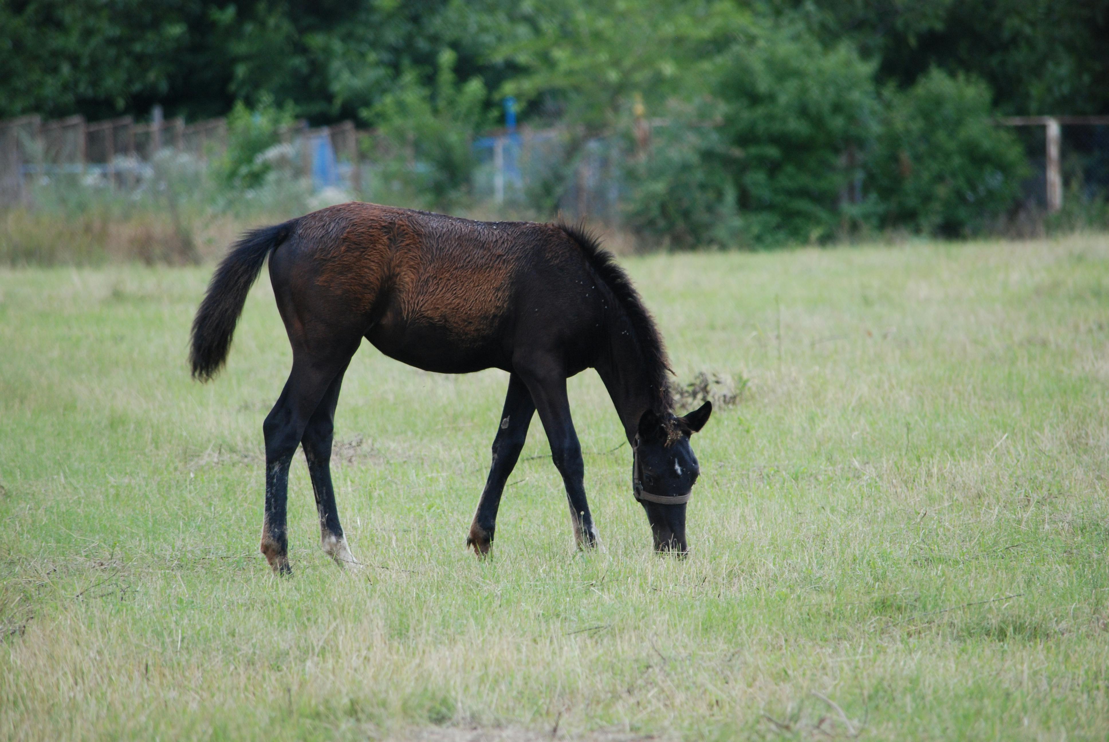 A black horse grazing peacefully in a lush green field surrounded by trees.