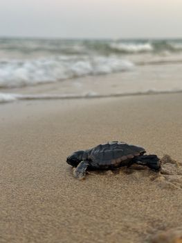 A baby sea turtle crawling towards the ocean on a serene Gazimağusa beach at sunrise.