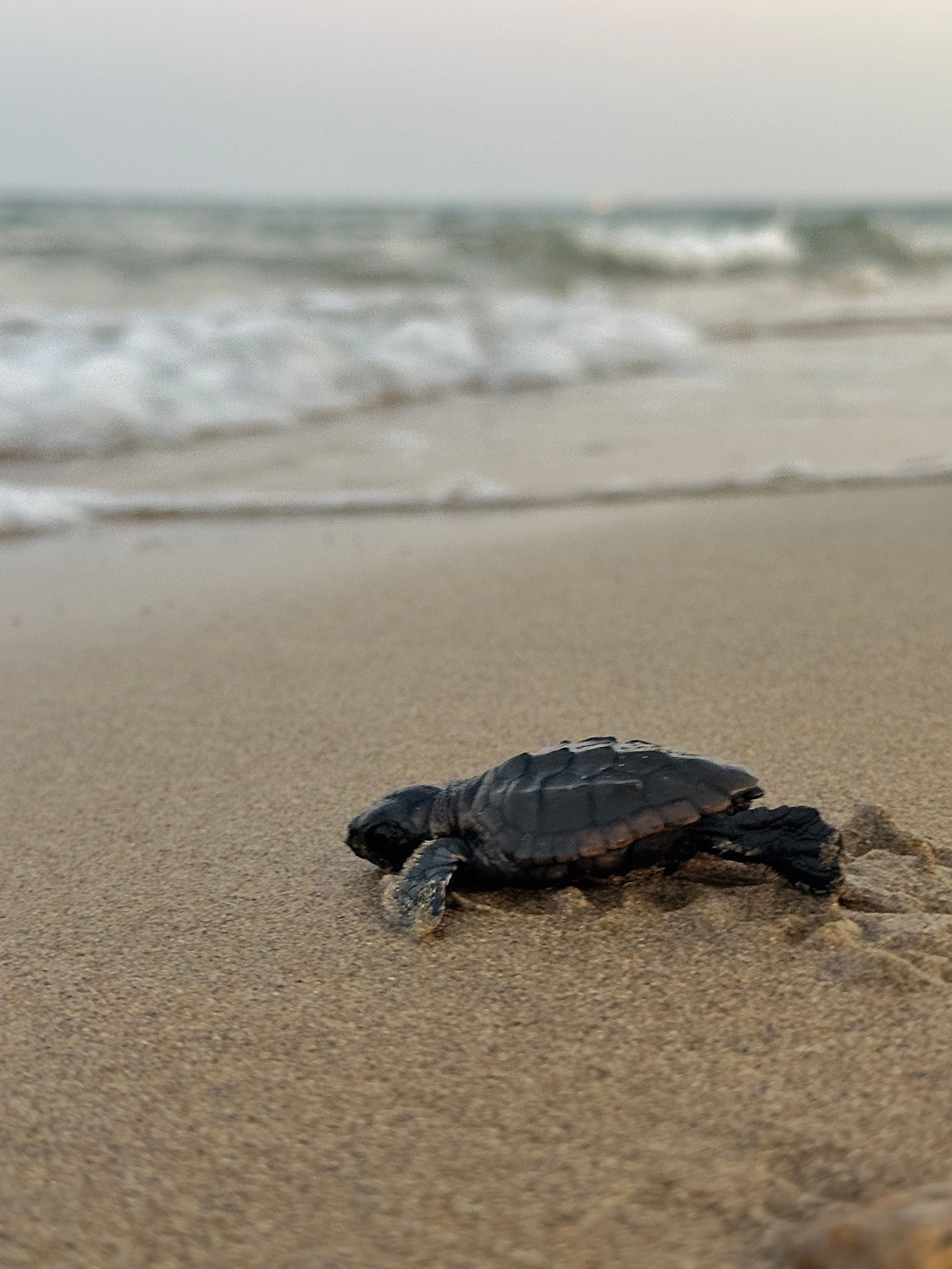 7,000+ Best Turtle Photos · 100% Free Download · Pexels Stock Photos