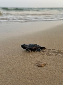A baby sea turtle makes its way across the sandy beach to the ocean. Wildlife and nature.