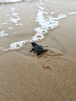 A baby sea turtle journeys across sandy beach towards the ocean waves.