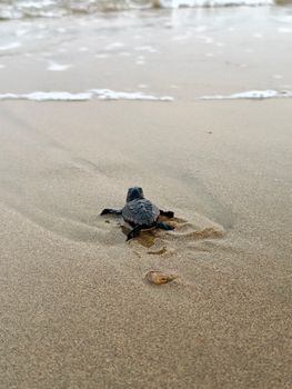 A baby sea turtle making its way across the sandy beach towards the ocean.