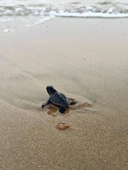A baby sea turtle making its way to the ocean across a sandy beach.