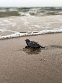 A young sea turtle makes its way to the ocean, symbolizing new beginnings.