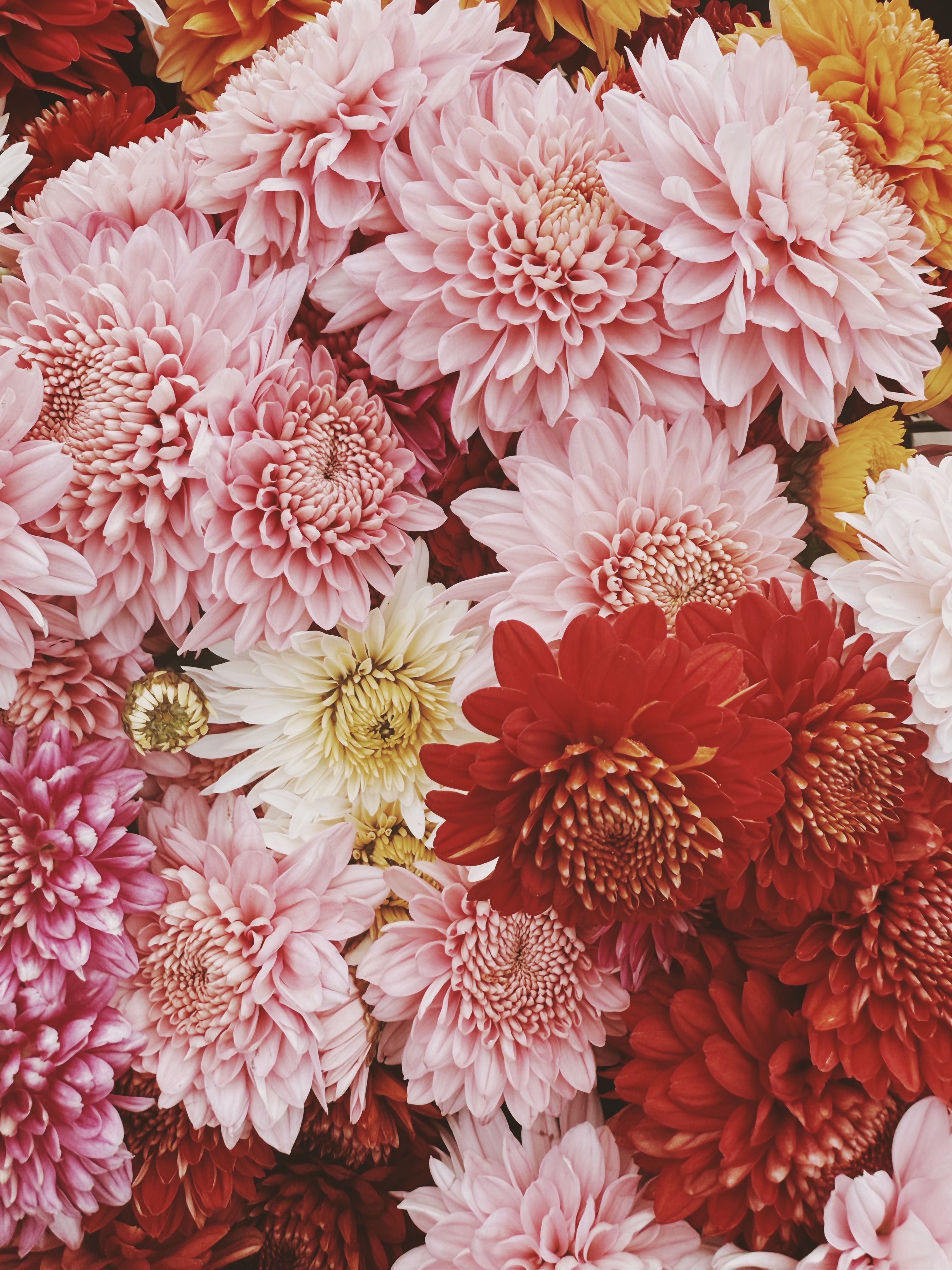 [ColoSach]-a-rich-display-of-pink,-red,-and-yellow-chrysanthemums-in-full-bloom.