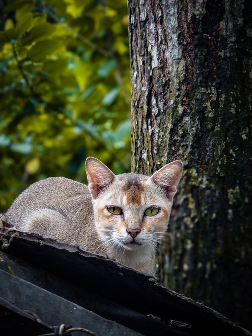 Free stock photo of adorable pet, adult cat Stock Photo