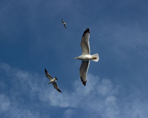 Free Three seagulls gracefully flying in a clear blue sky, creating a serene scene. Stock Photo
